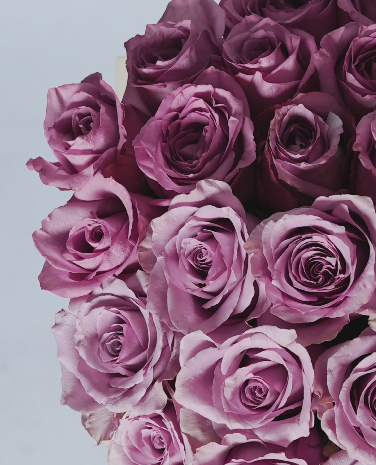 Pink Whisper thumbnail 5