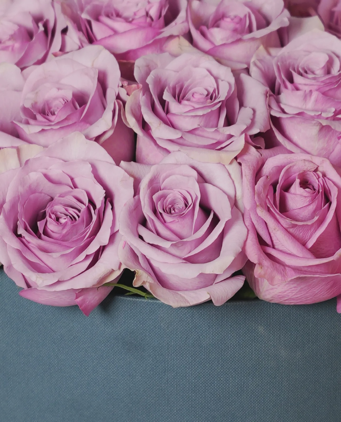 Pink Whisper thumbnail 4