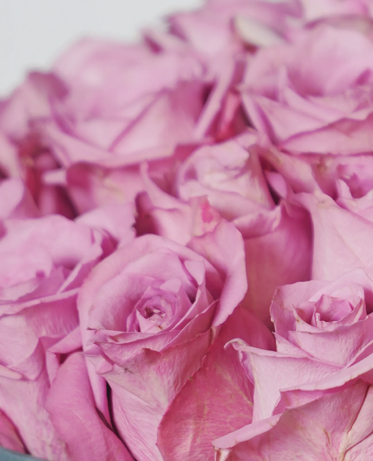 Pink Whisper thumbnail 2