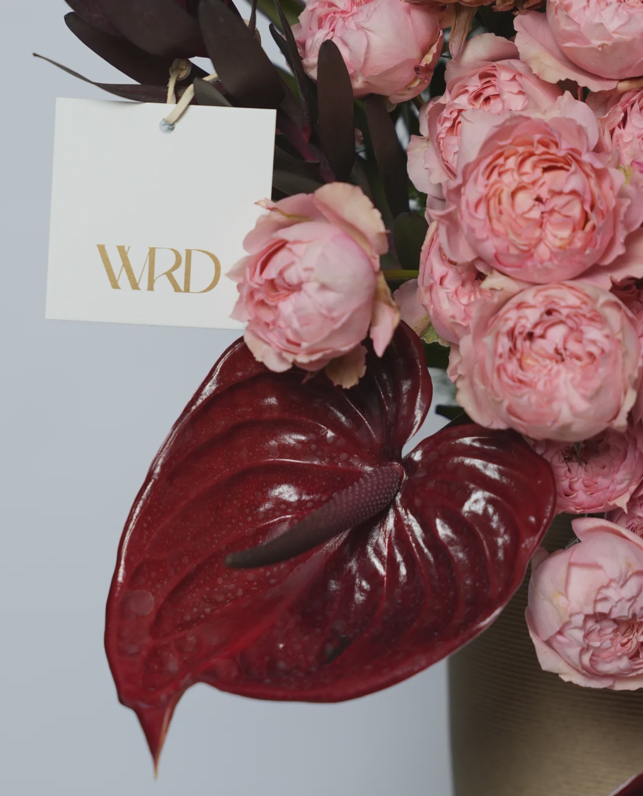 Velvet Rosé thumbnail 2