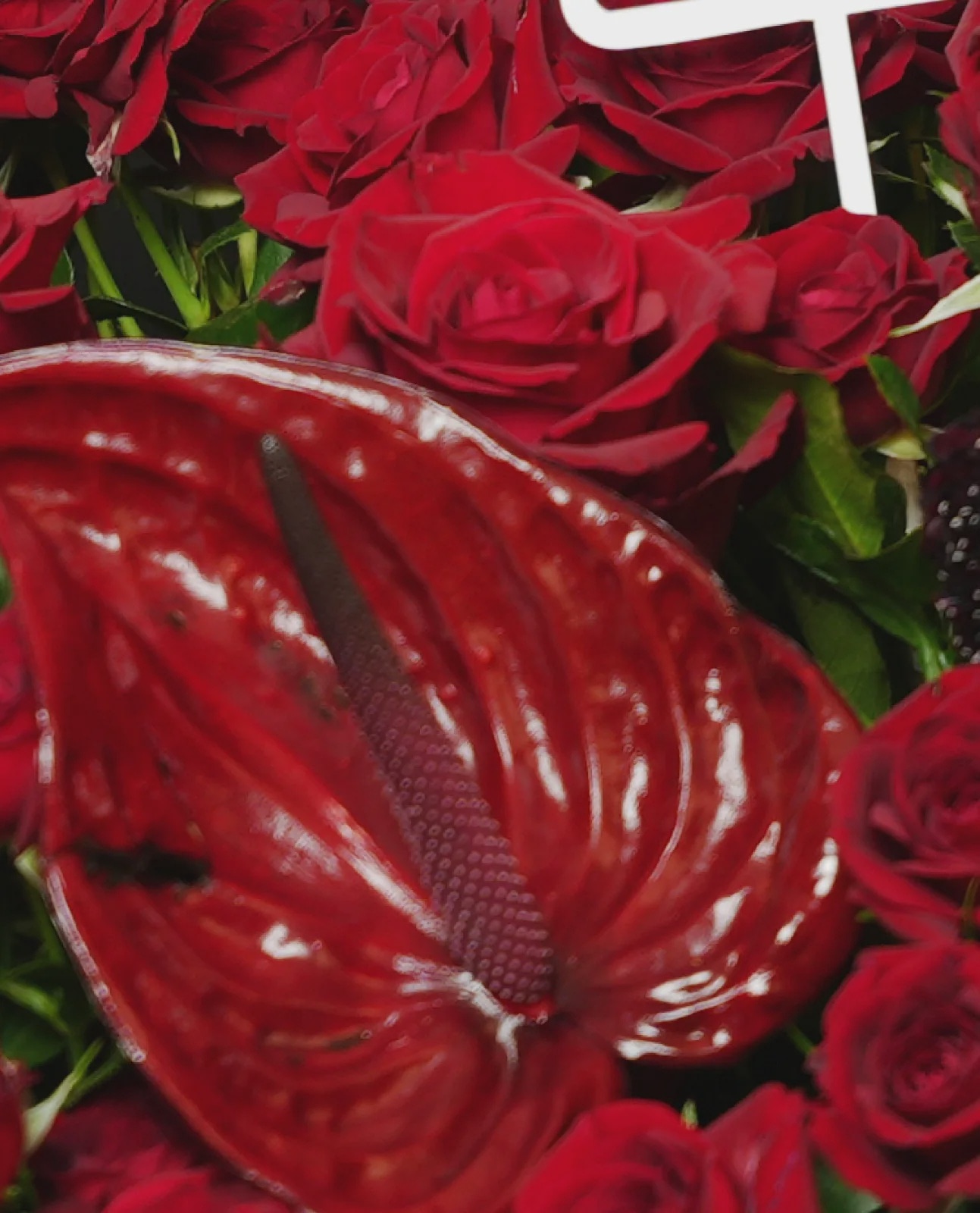 Red Romance thumbnail 5